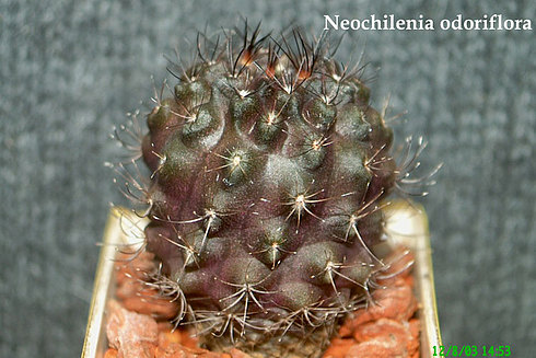  Neochilenia -odoriflora 