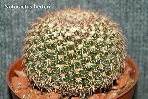 Notocactus- herteri 