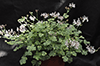  p.fragrans variegatum