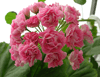  Swanland Pink (Australien Pink Rosebud)