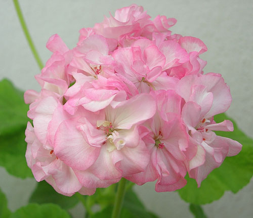 Deacon golden lilac mist пеларгония Deacon golden lilac mist пеларгония