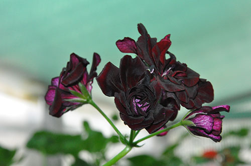  Royal Black Rose 