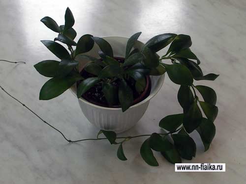  Hoya ruscifolia 