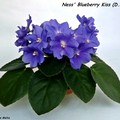 Фиалка Ness Blueberry Kiss