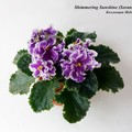 Фиалка Shimmering Sunshine