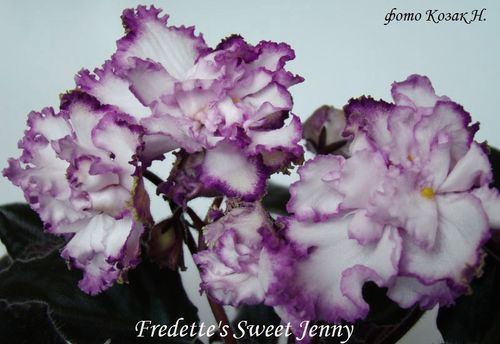  Fredettes Sweet Jenny 