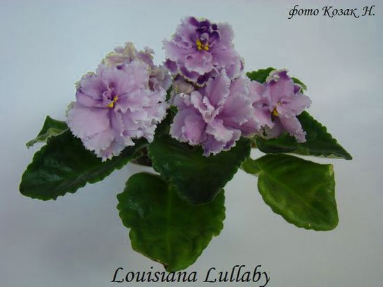  Louisiana Lullaby 
