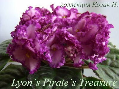  Lyon's Pirates Treasure 