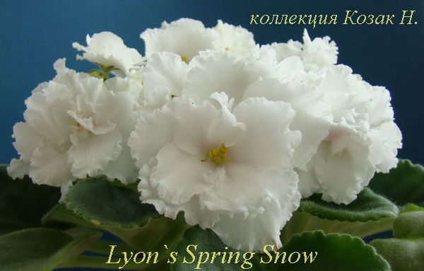  Lyon's Spring Snow 