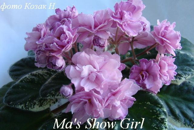  Ma's Show Girl 