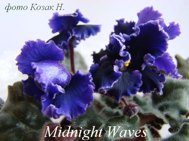  Midnight Waves 