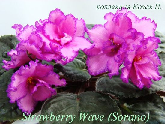  Strawberry Wave 