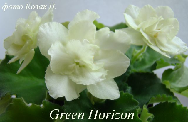  Green Horison 