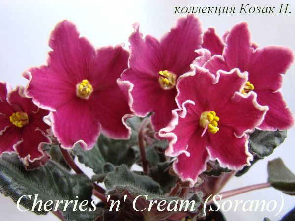  Cherries 'N Cream 