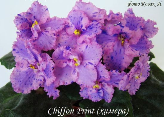 Chiffon Print 