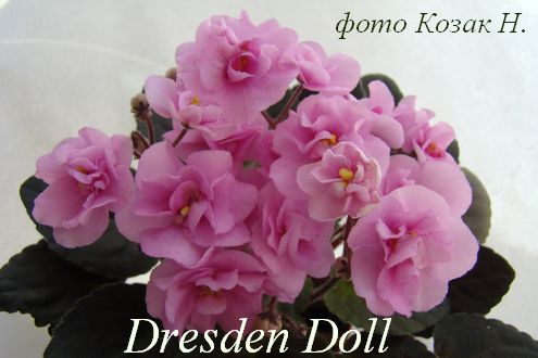  Dresden Doll 