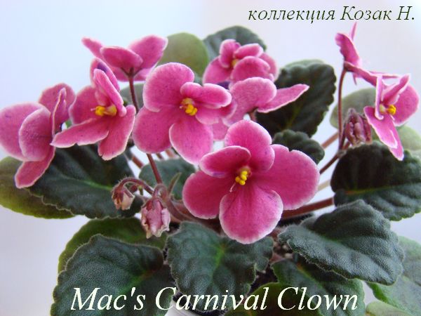  Mac's Carnival Clown 