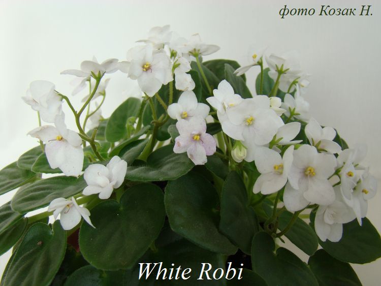  White Robi 