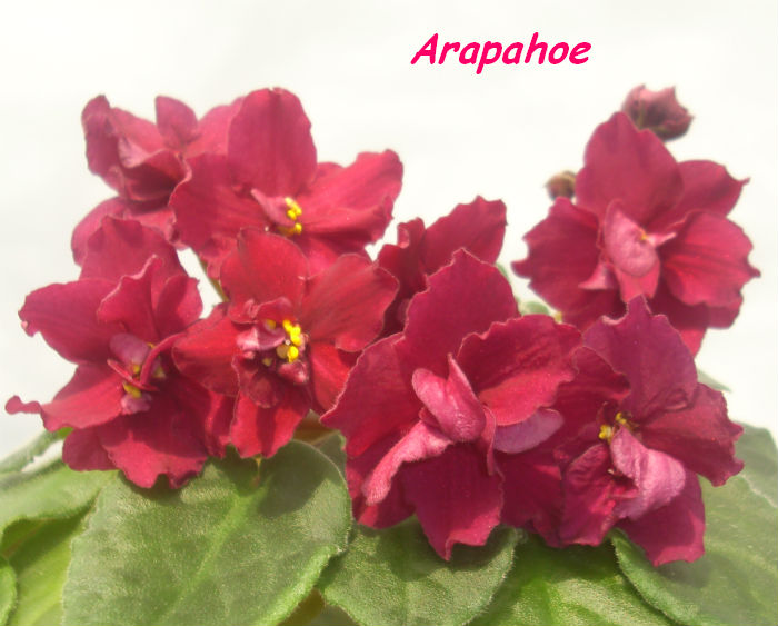  Arapahoe 