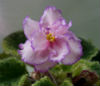 Фиалка Fredette's Risen Star