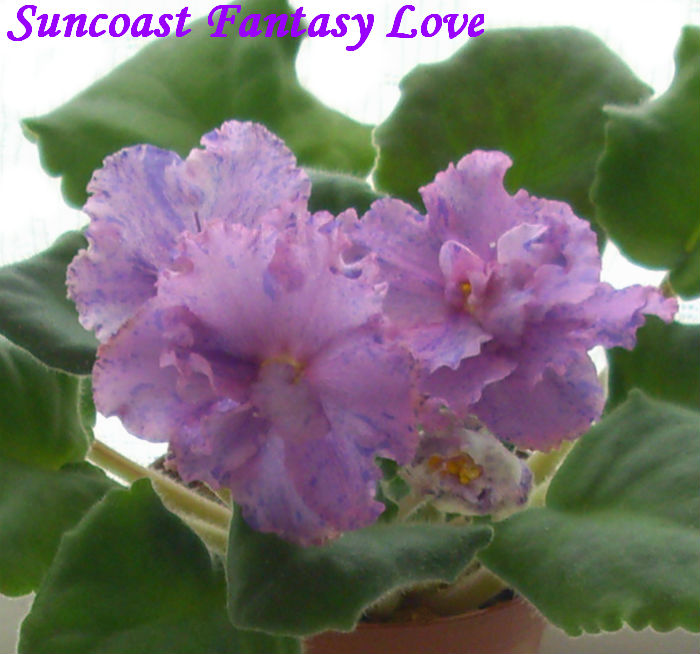  Suncoast Fantasy Love 