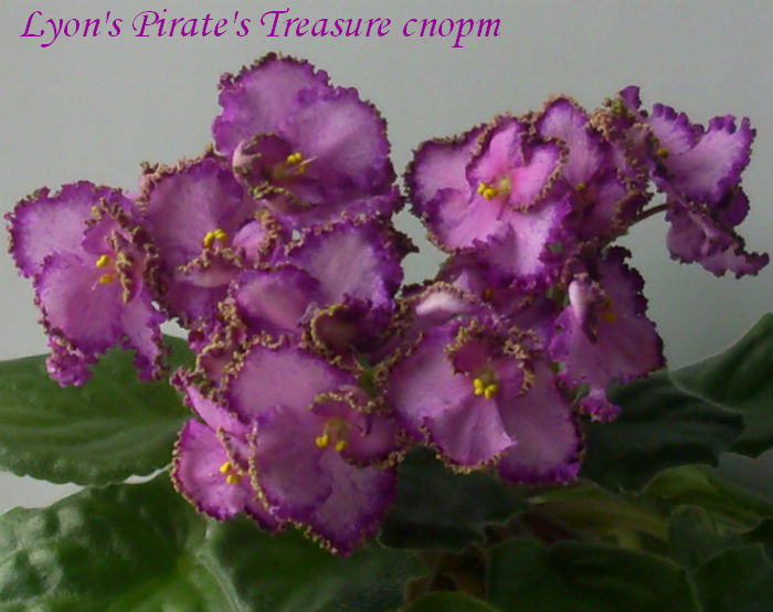 Фиалка Pirates Treasure Фото Фиалка Pirates Treasure Фото