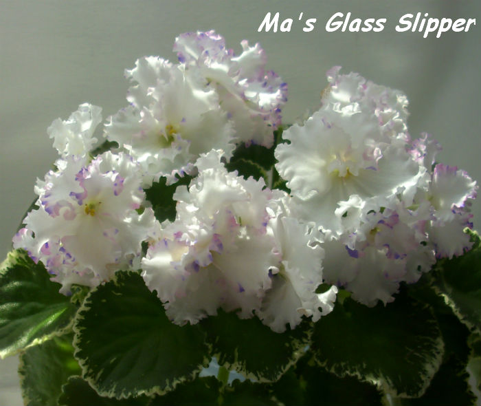 Ma's Glass Slipper 