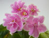 Фиалка Pink Amiss