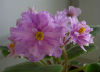 Фиалка Pink Misсhief