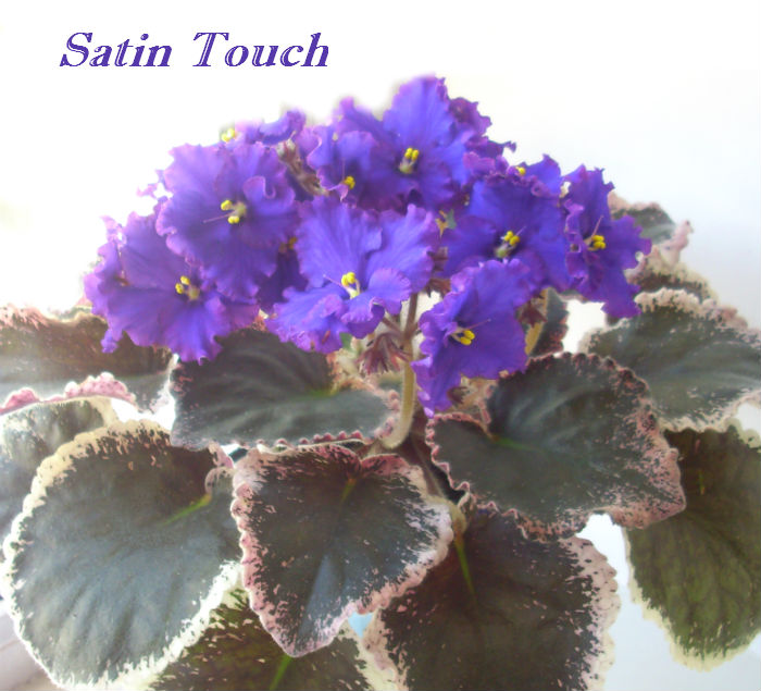  Satin Touch 