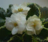 Фиалка Cool Mint