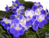 Фиалка Valeska Blue