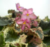 Фиалка Wild Irish Rose