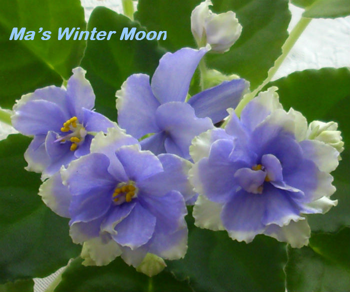  Ma's Winter Moon 