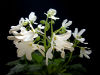  Lunar Lily white