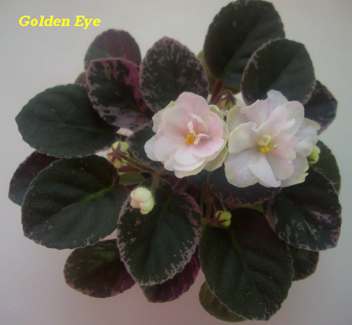  Golden Eye 