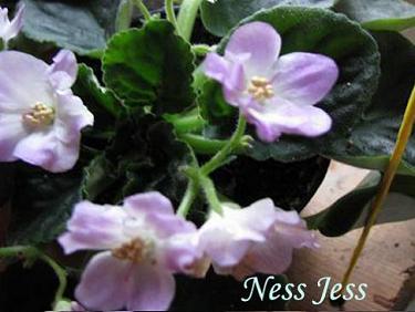  Ness' Jess 