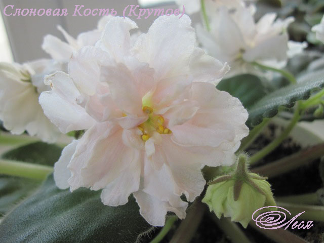 фиалка фото слоновая кость онлайн фиалка фото слоновая кость