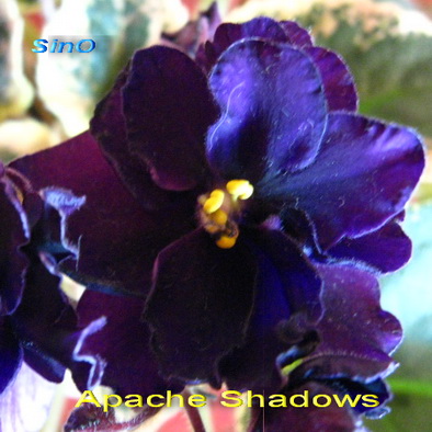  Apache Shadows 