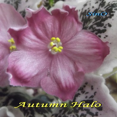  Autumn Halo 