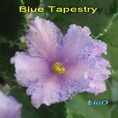  Blue Tapestry 