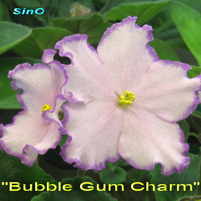  Bubble Gum Charm 