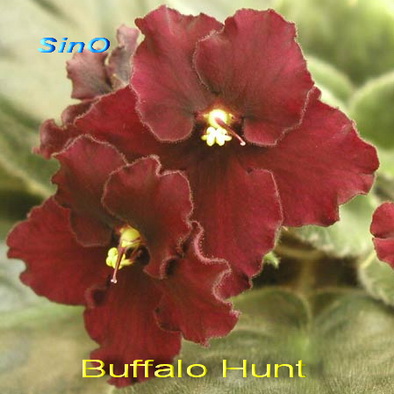  Buffalo Hunt 