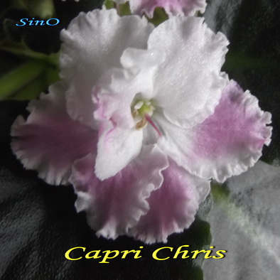  Capri Chris 