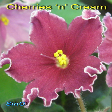  Cherries n Cream 