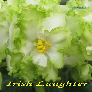  Irish Laughter 