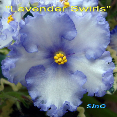  Lavender Swirls 