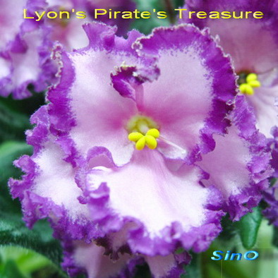  Lyon's Pirate's Treasure 