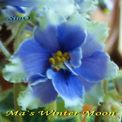  Ma`s Winter Moon 