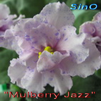  Mulberry Jazz 